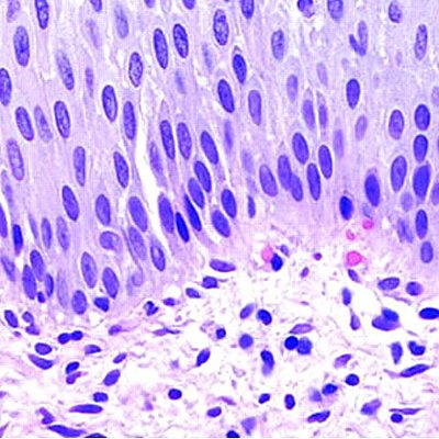 Timeline: Historia de la citologia e Histologia