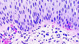 Timeline: Historia de la citologia e Histologia