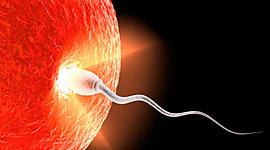 Timeline: Desarrollo Embrionario 1ª y 2ª Semana