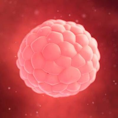 Timeline: desarrollo el embrión las primeras 2 semanas