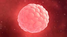 Timeline: desarrollo el embrión las primeras 2 semanas