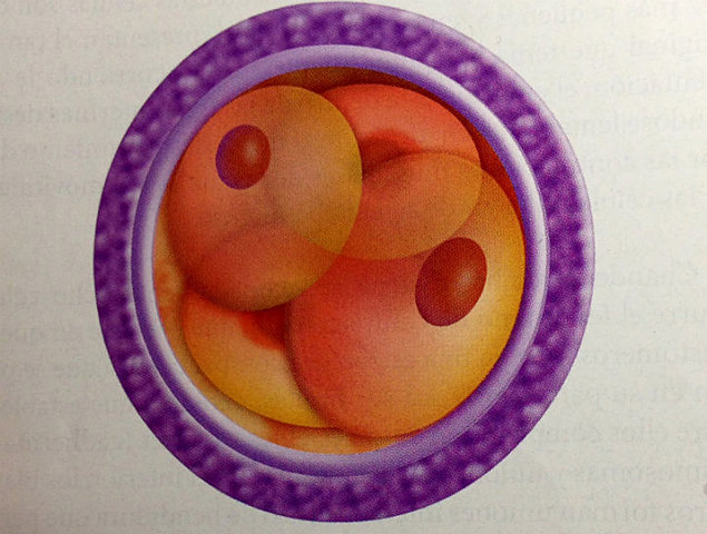 Mitosis de la célula