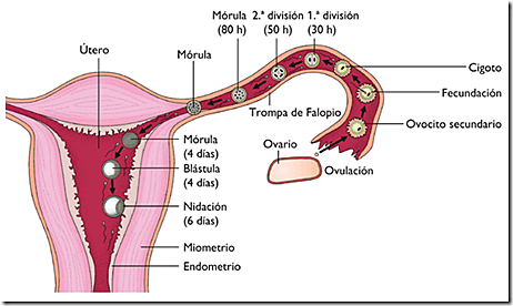 Primera semana