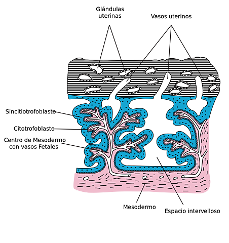 Diferenciación de capas