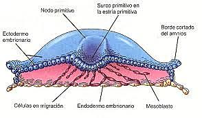 Nodo embrionario