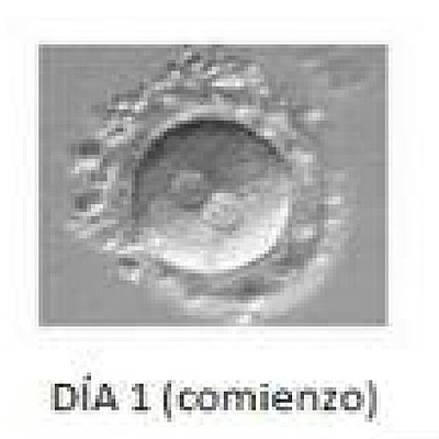 Timeline: Primera y segunda semana del desarrollo embrionario