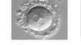 Timeline: Primera y segunda semana del desarrollo embrionario