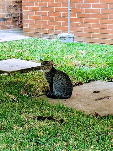 Ingreso a la universidad