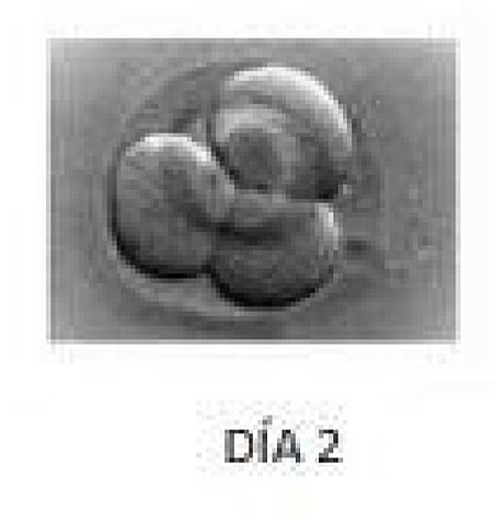 Dia 2