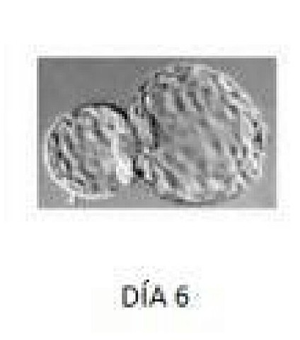 Dia 6