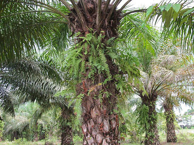 La enfermedad de Pudrición del Cogollo