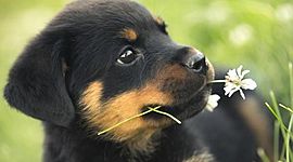 Timeline: Línea de tiempo: Problemática Ambiental Global