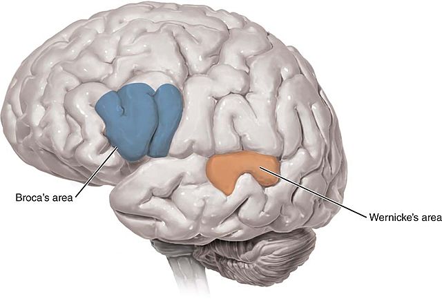 Area Broca