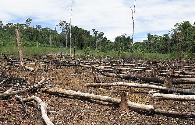 Elevada deforestación