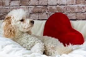 Muerte de mi perrito Muñeco