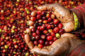 Introducción del café a El Salvador