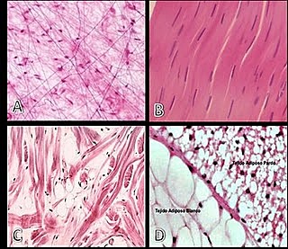 Clasificación de los tejidos