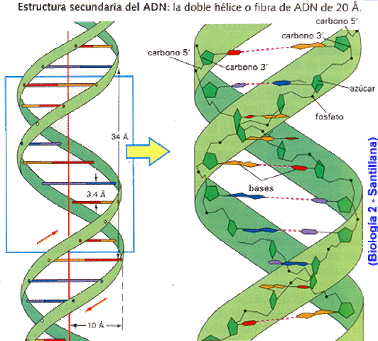 Se descubre que el ADN transmite informacion genetica.