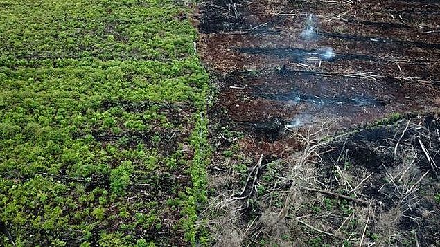 Desarticulación del Sina