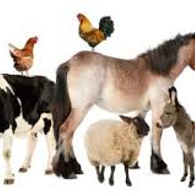 Timeline: Línea de tiempo sobre Medicina Veterinaria