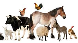 Timeline: Línea de tiempo sobre Medicina Veterinaria