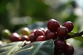 El cultivo de café ya no es privado