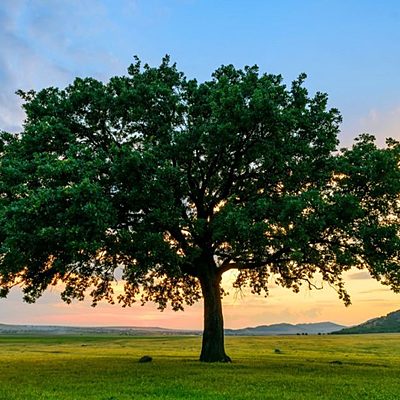Timeline: Problemática Ambiental Global - Carlos Garaycoa