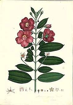 Expedición Botánica del Nuevo Reino de Granada