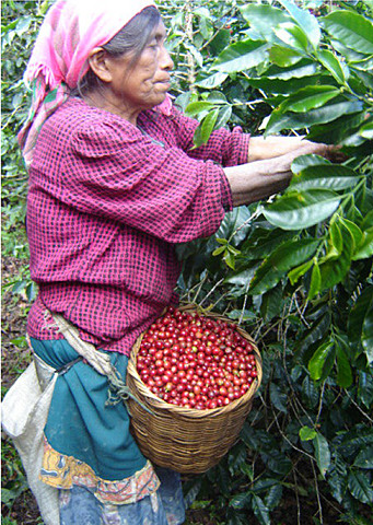 Impacto en la industria salvadoreña