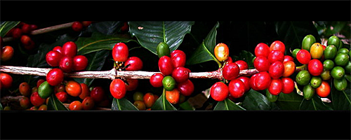 Origen de la República Cafetalera