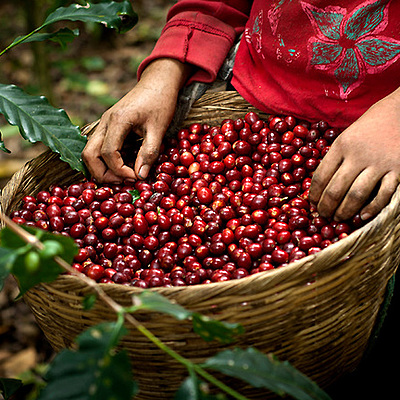 Timeline: Antecedentes de la República Cafetalera