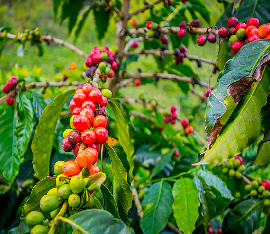 Origen de la República Cafetalera