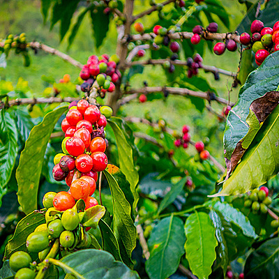 Timeline: Historia de la república cafetalera