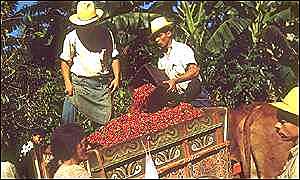 Aumentó la producción del café