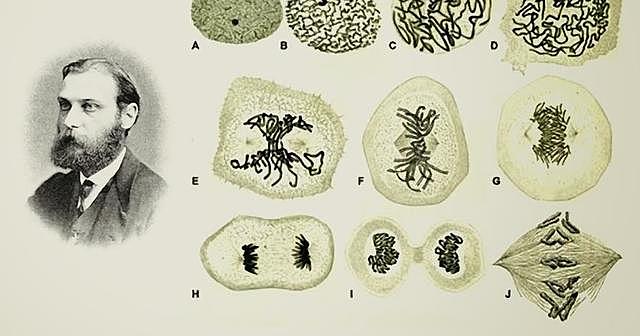 Walther Flemming y Robert Feulgen,