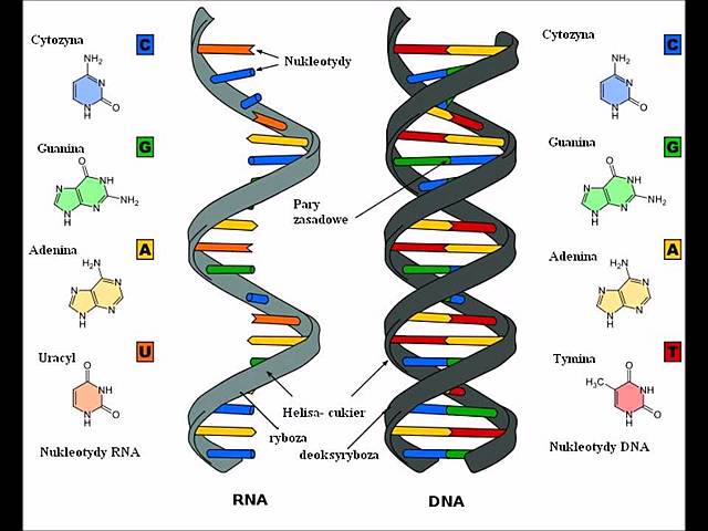 DNA Y RNA