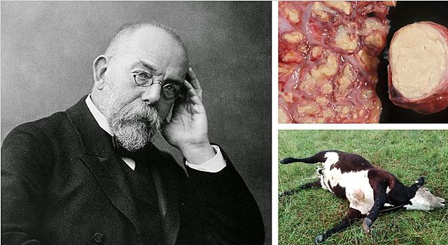 Descubrimiento de agentes etiológicos de Ántrax y Tuberculosis