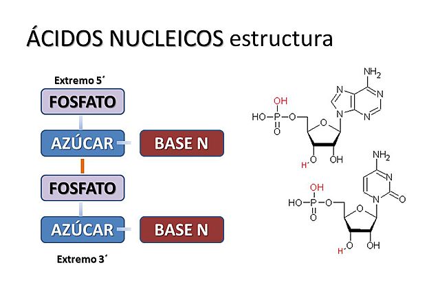 Ácidos Nucleicos