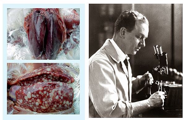 Identificación del primer retrovirus
