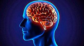 Timeline: Técnicas Y Métodos Neurobiológicos para el Estudio de la Relación Entre Cerebro Y Conducta  Objetivo de la unidad: