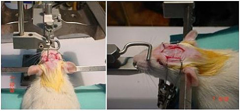 Ablación experimental