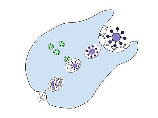 Paul Erlich e Ilya Mechnikov