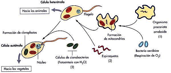 Teoría Endosimbiotica