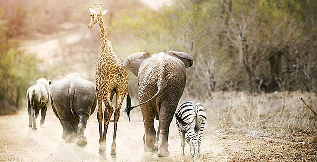 Extinción de especies