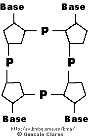 Bioquimico. Albretch Kossel