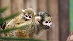 Convención para la preservación de animales silvestres,pájaros y peces del áfrica.