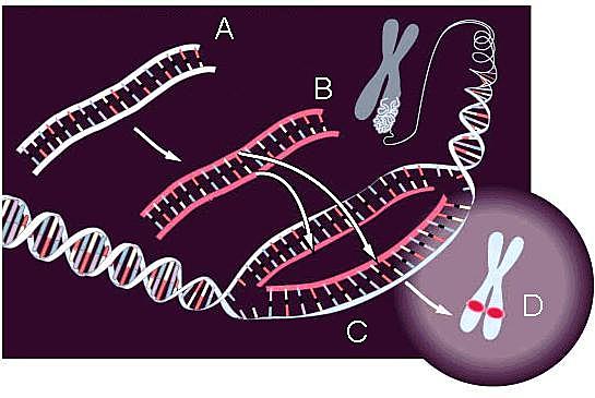 Hibridación in situ