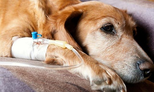 Primer tratamiento autorizado para el cancer en animales