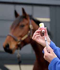 Desarrollo de la vacuna para el virus del Nilo en caballos
