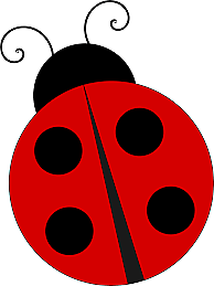 Ladybug
